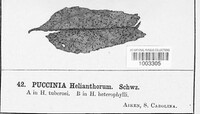 Puccinia helianthorum image